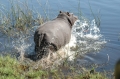 Baby hippo moving off